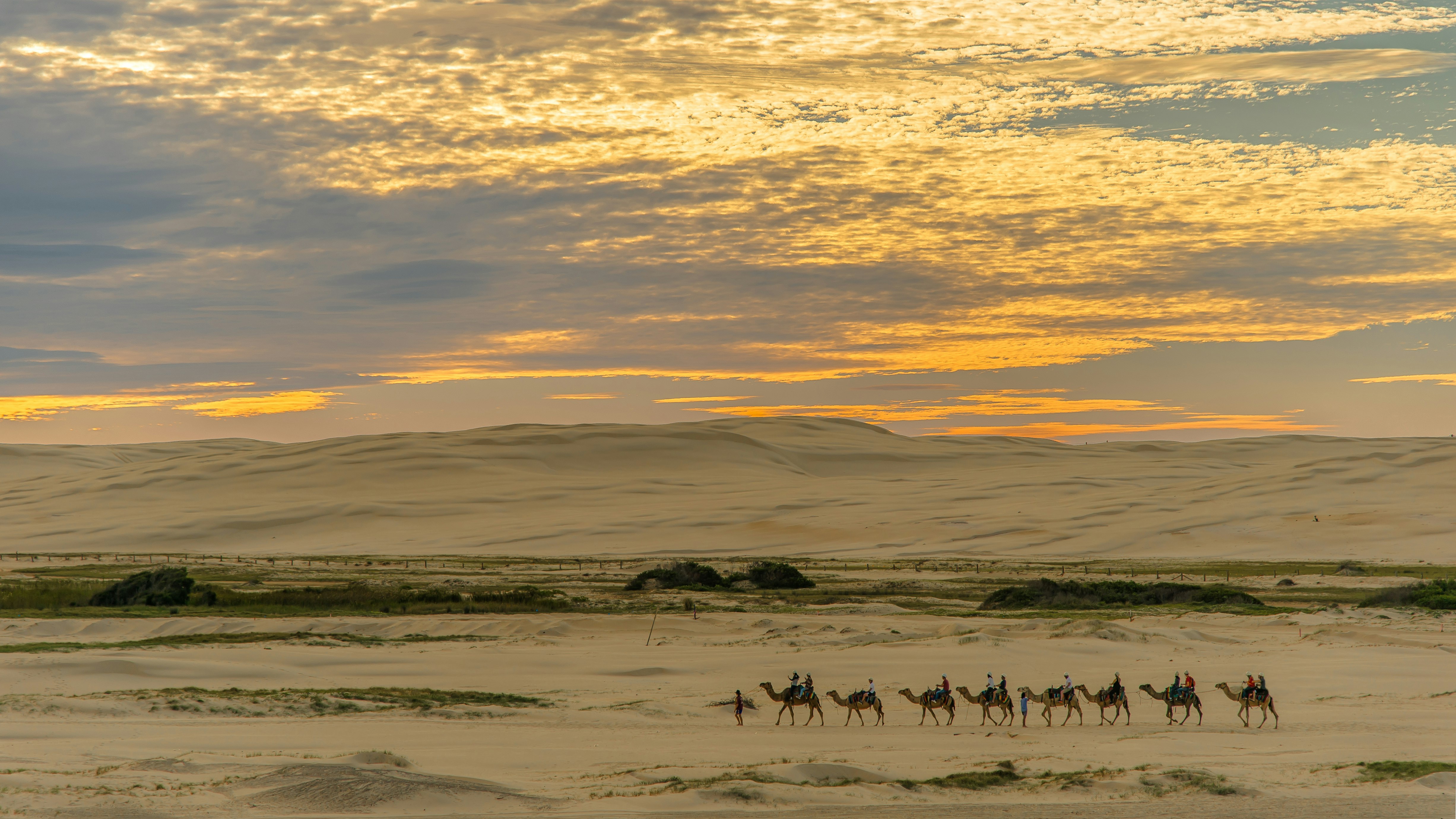 people riding on camel walking on ground at during golden hour